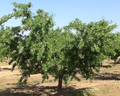 Precio Almendra Variedad SOLETA Precio Almendra