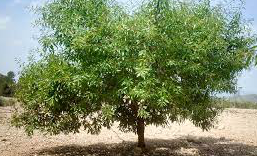 Precio Almendra Variedad TARDONA Precio Almendra