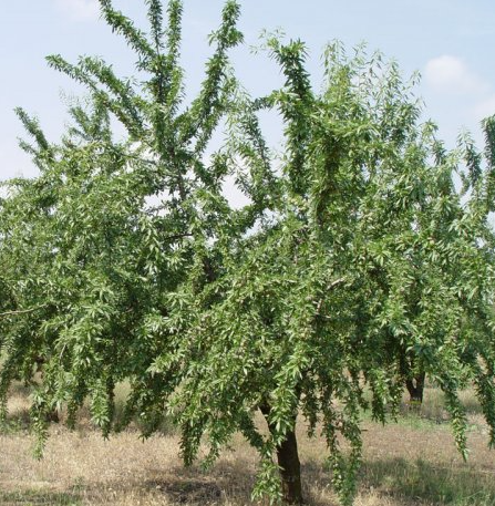 Precio Almendra Variedad VAIRO Precio Almendra