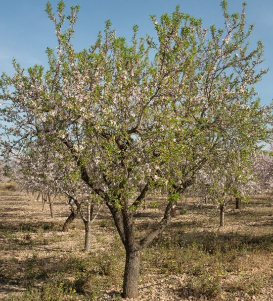 Precio Almendra Variedad VALENCIAS Precio Almendra