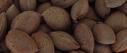 Precio Almendra Variedad TARDONA Precio Almendra