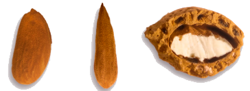 Precio Almendra Variedad VALENCIAS Precio Almendra